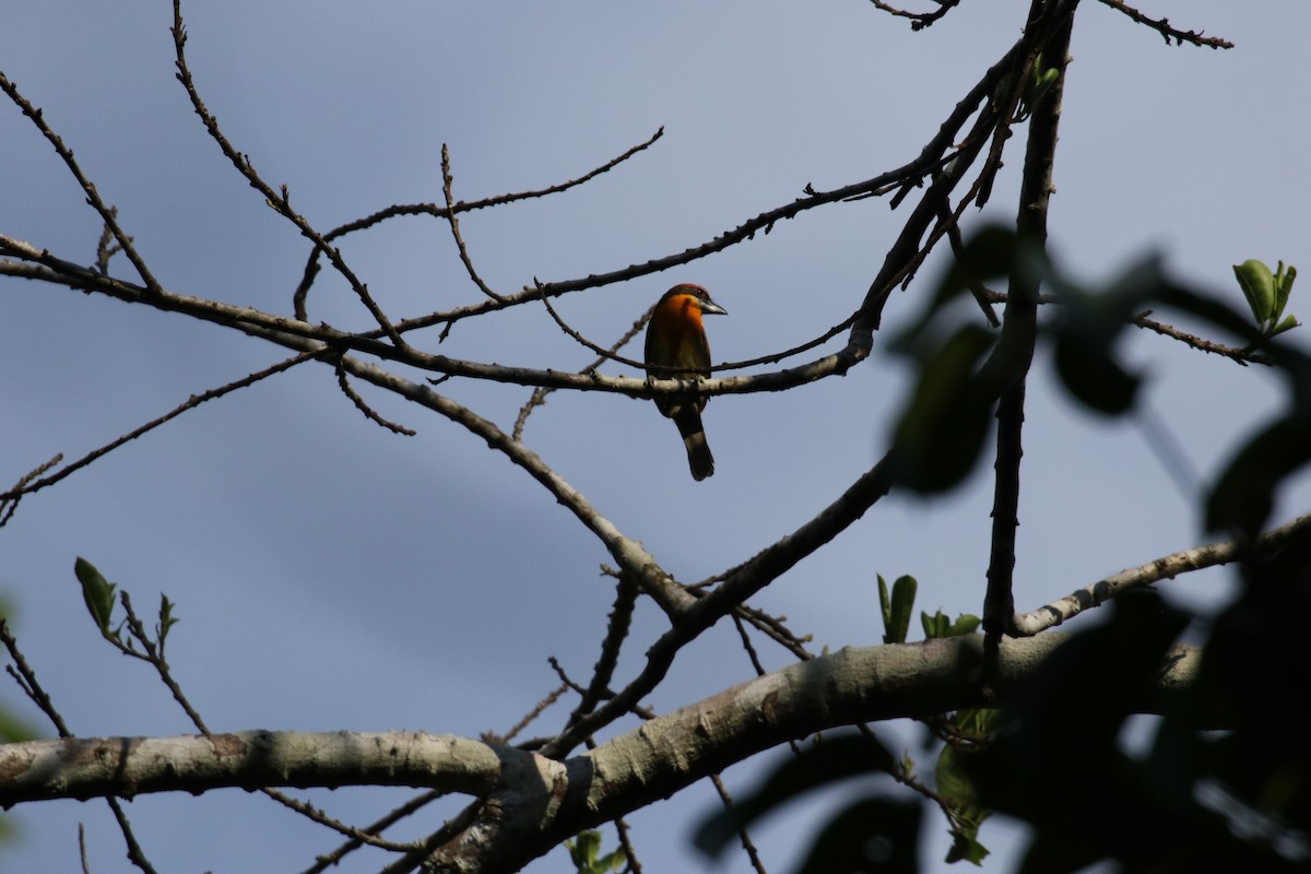 Scarlet-crowned Barbet - ML644885765
