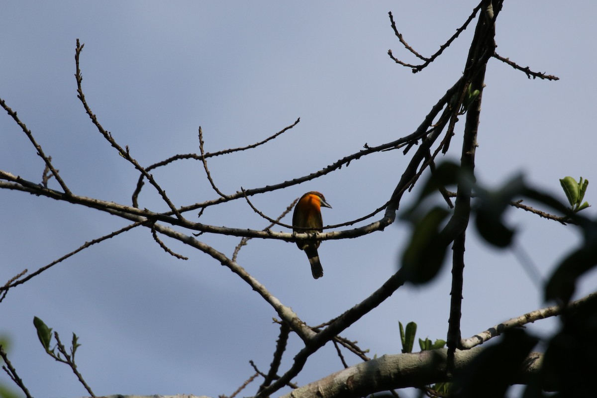 Scarlet-crowned Barbet - ML644885766