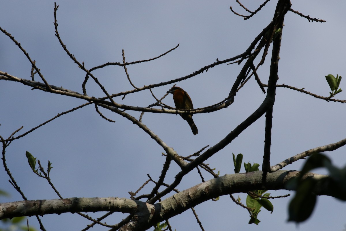 Scarlet-crowned Barbet - ML644885767