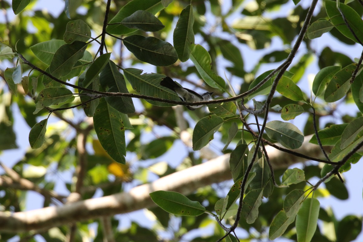 White-rumped Sirystes - ML644885800