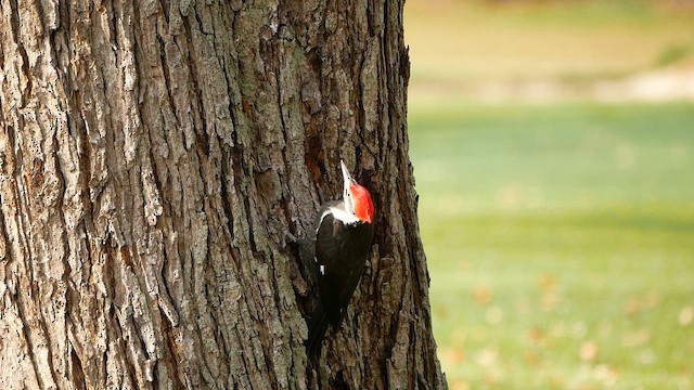 Pileated Woodpecker - ML644885804