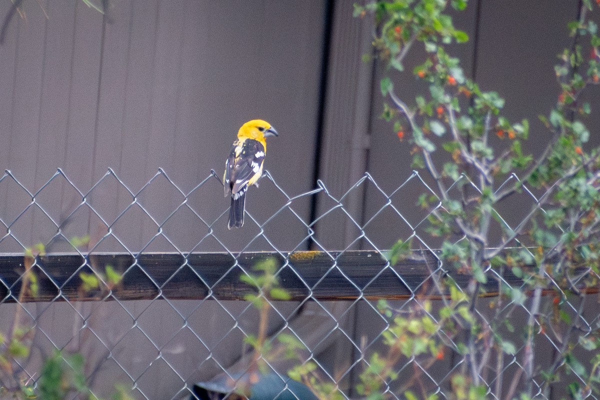 Yellow Grosbeak - ML644885809