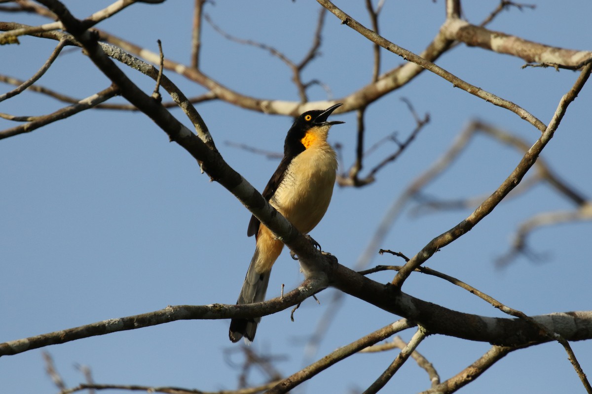 Black-capped Donacobius - ML644885812