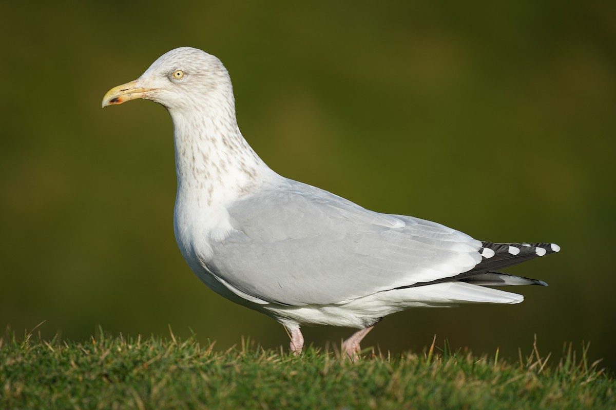 European Herring Gull - ML644885820