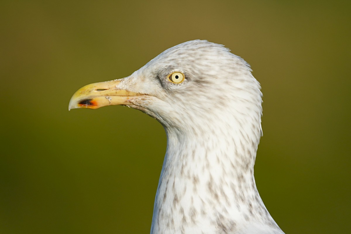 European Herring Gull - ML644885828