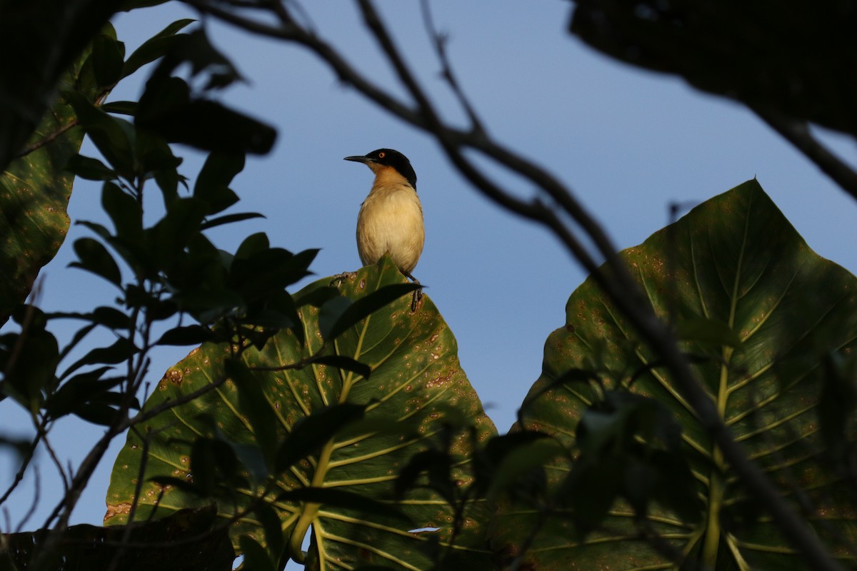 Black-capped Donacobius - ML644885838