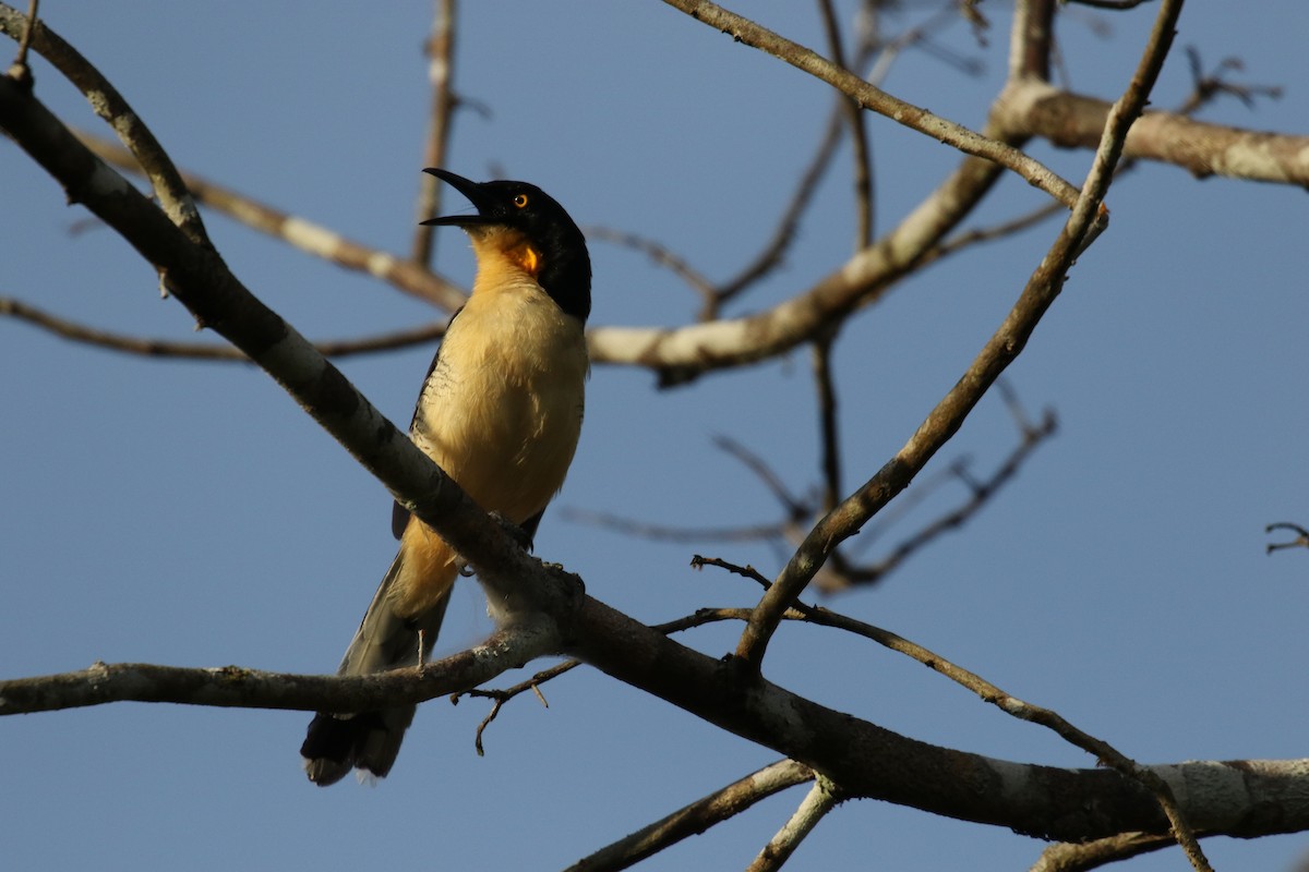 Black-capped Donacobius - ML644885839