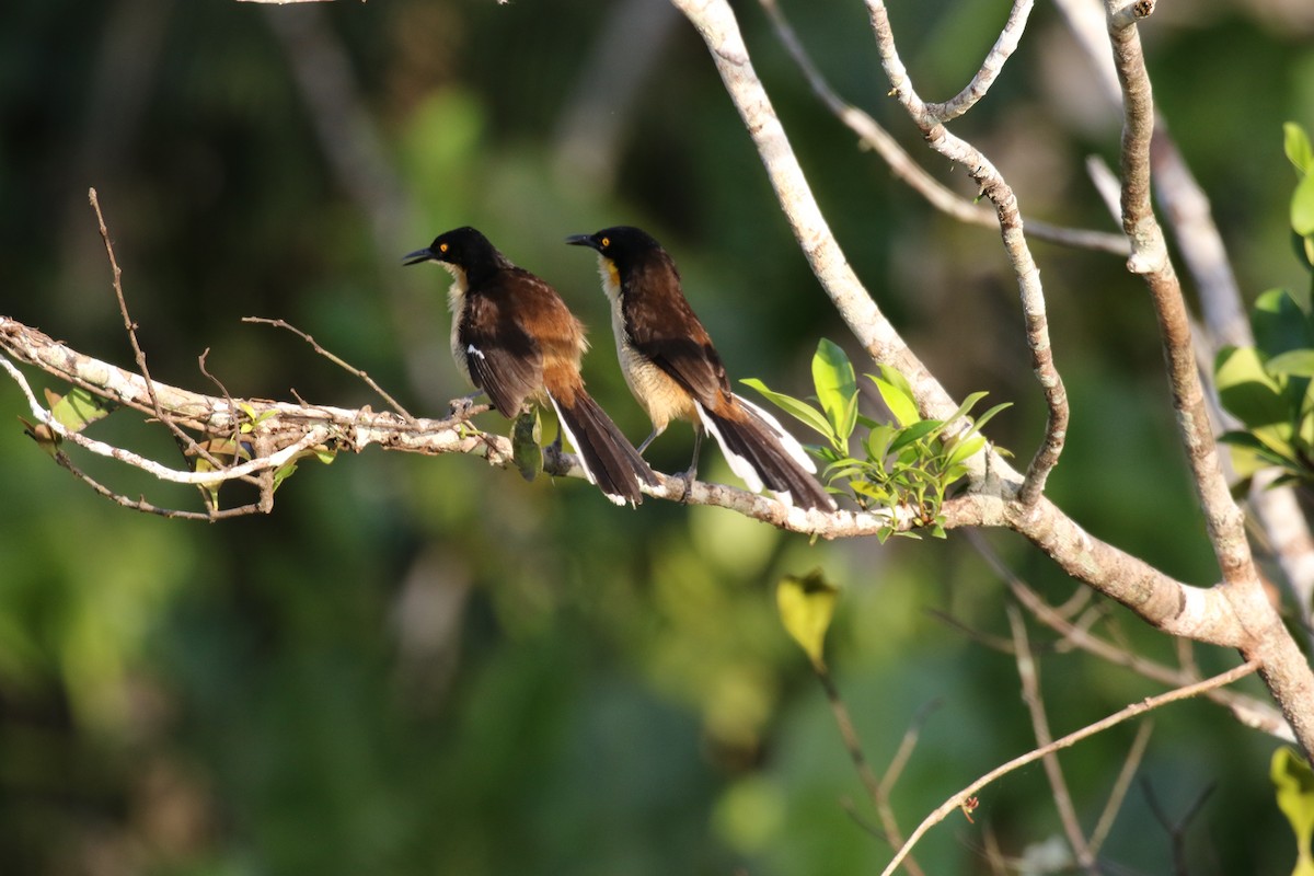 Black-capped Donacobius - ML644885840