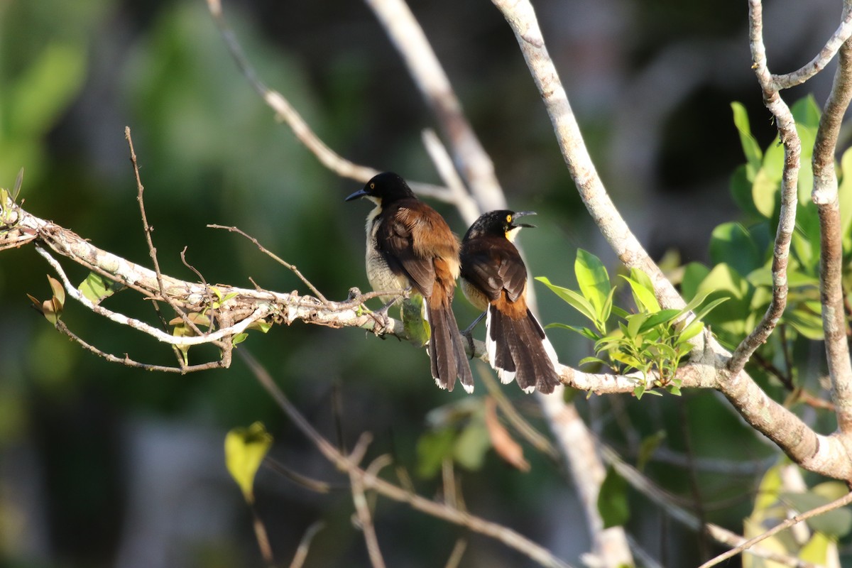 Black-capped Donacobius - ML644885841