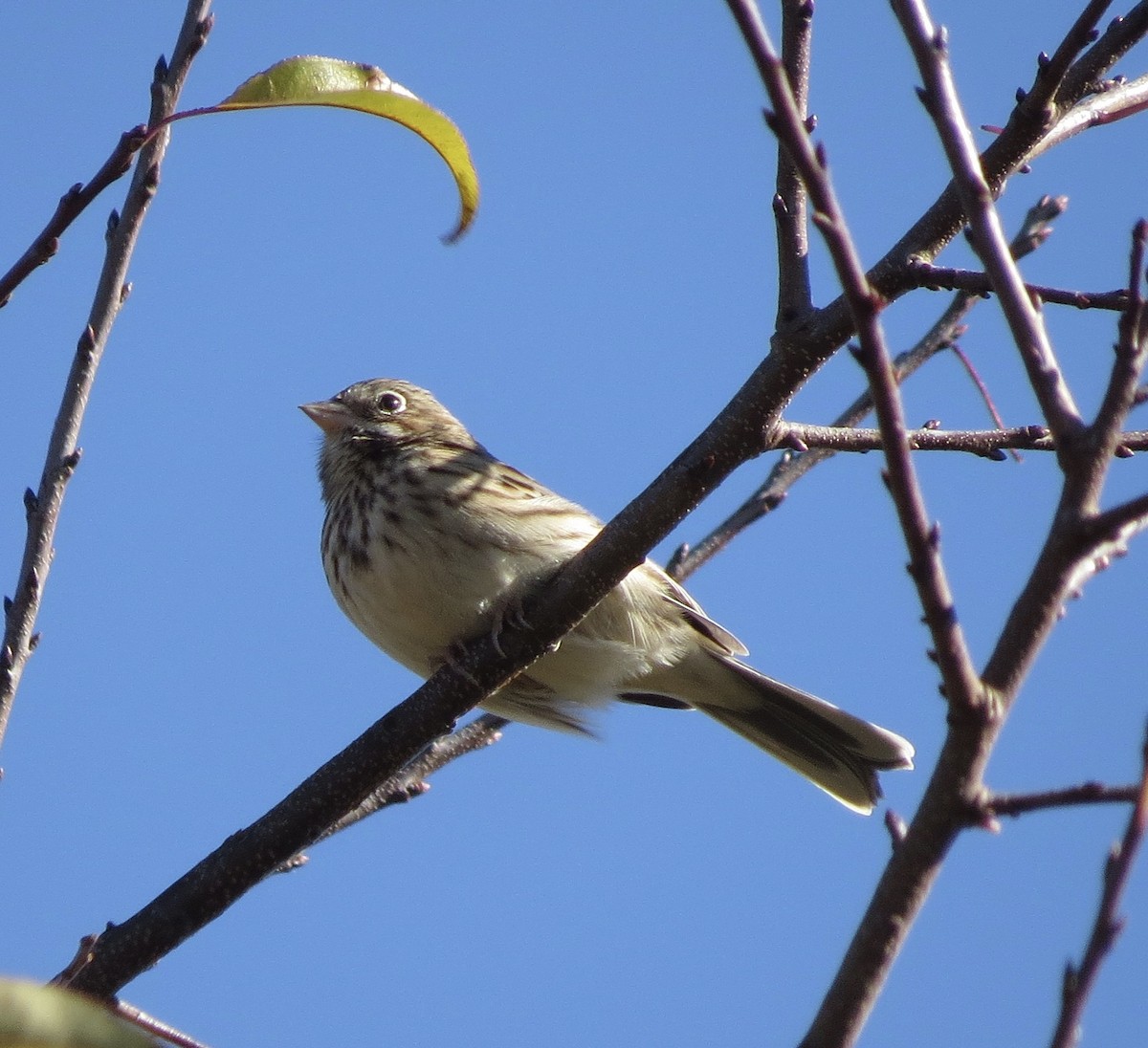 Vesper Sparrow - ML644885852