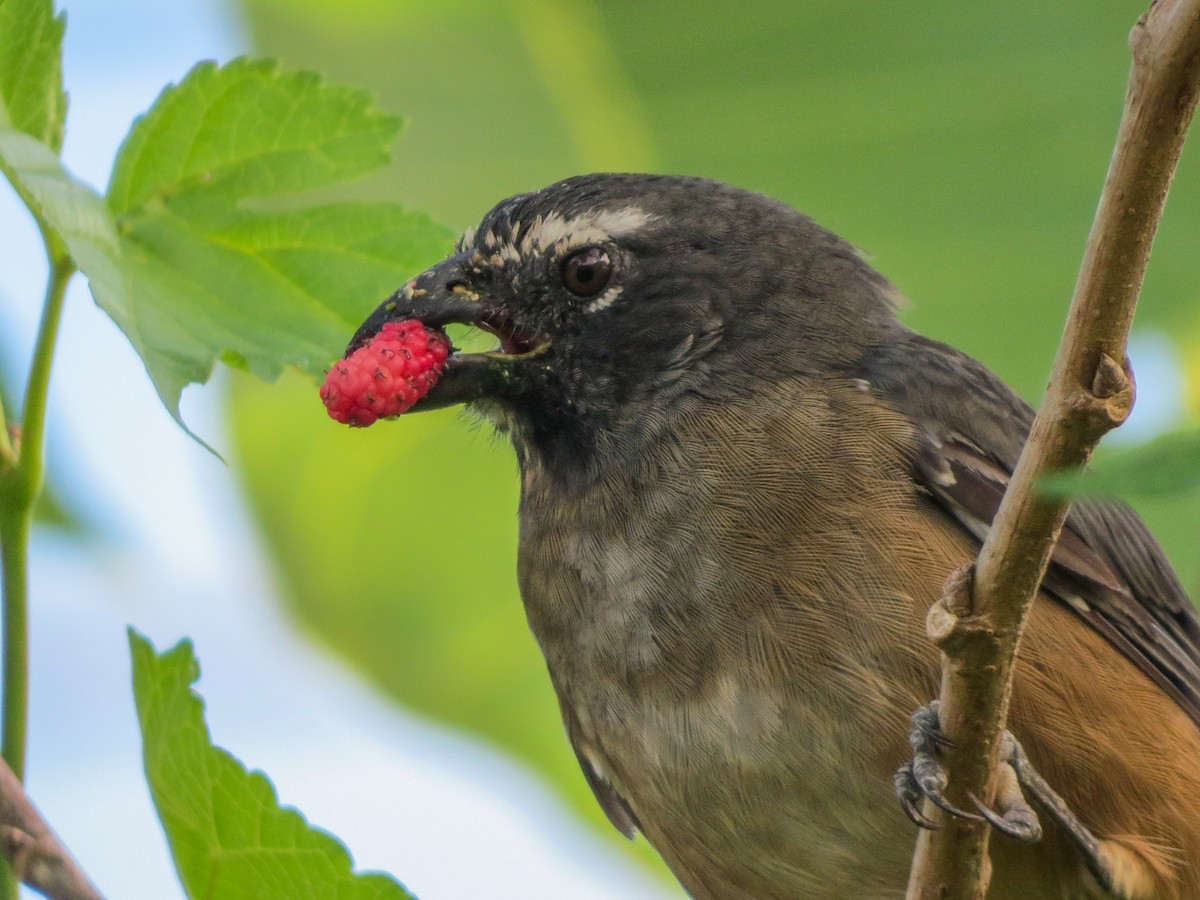 Cinnamon-bellied Saltator - ML644885854