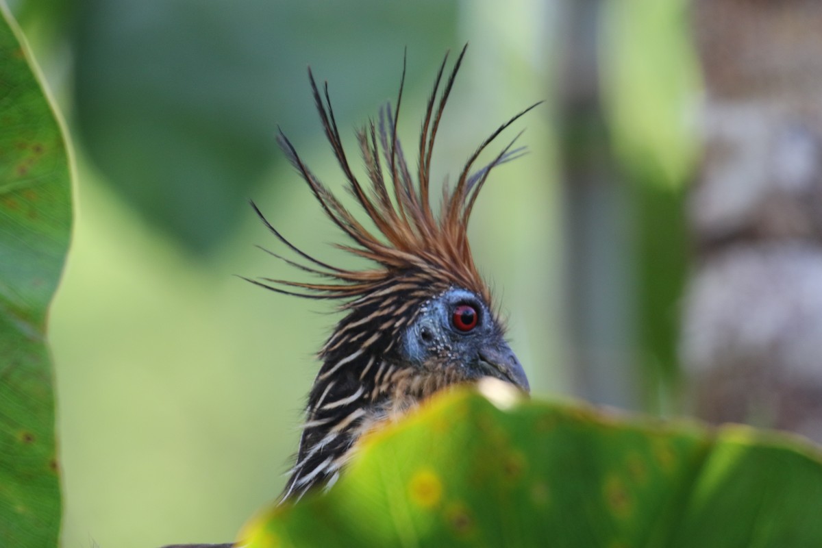 Hoatzin - ML644885855