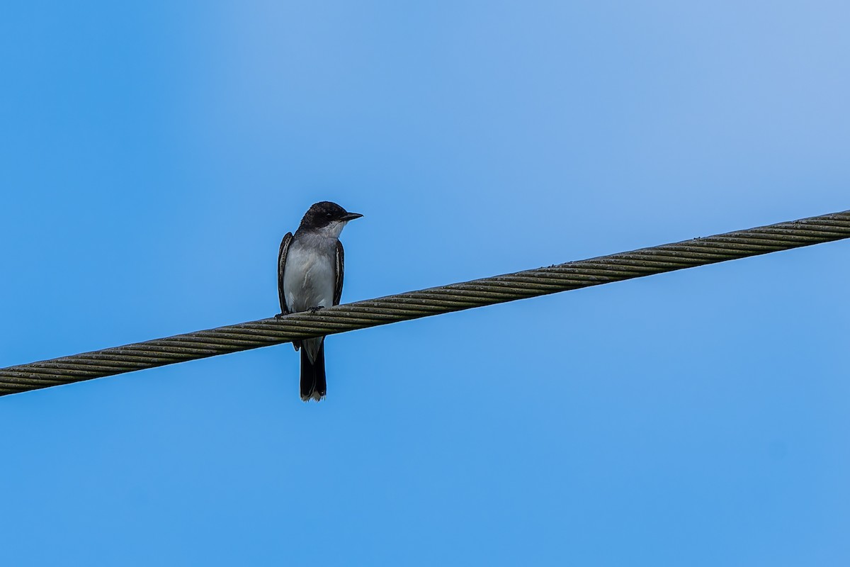 オウサマタイランチョウ - ML644885869