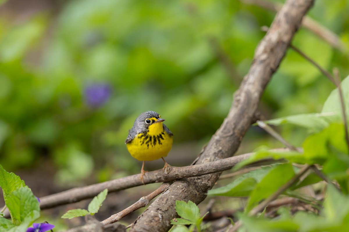 Canada Warbler - ML644885870