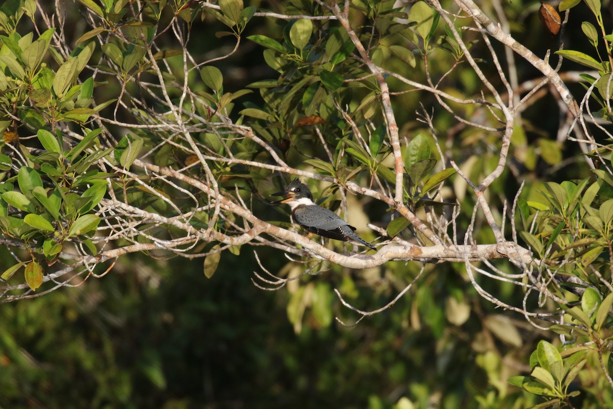 Ringed Kingfisher - ML644885871