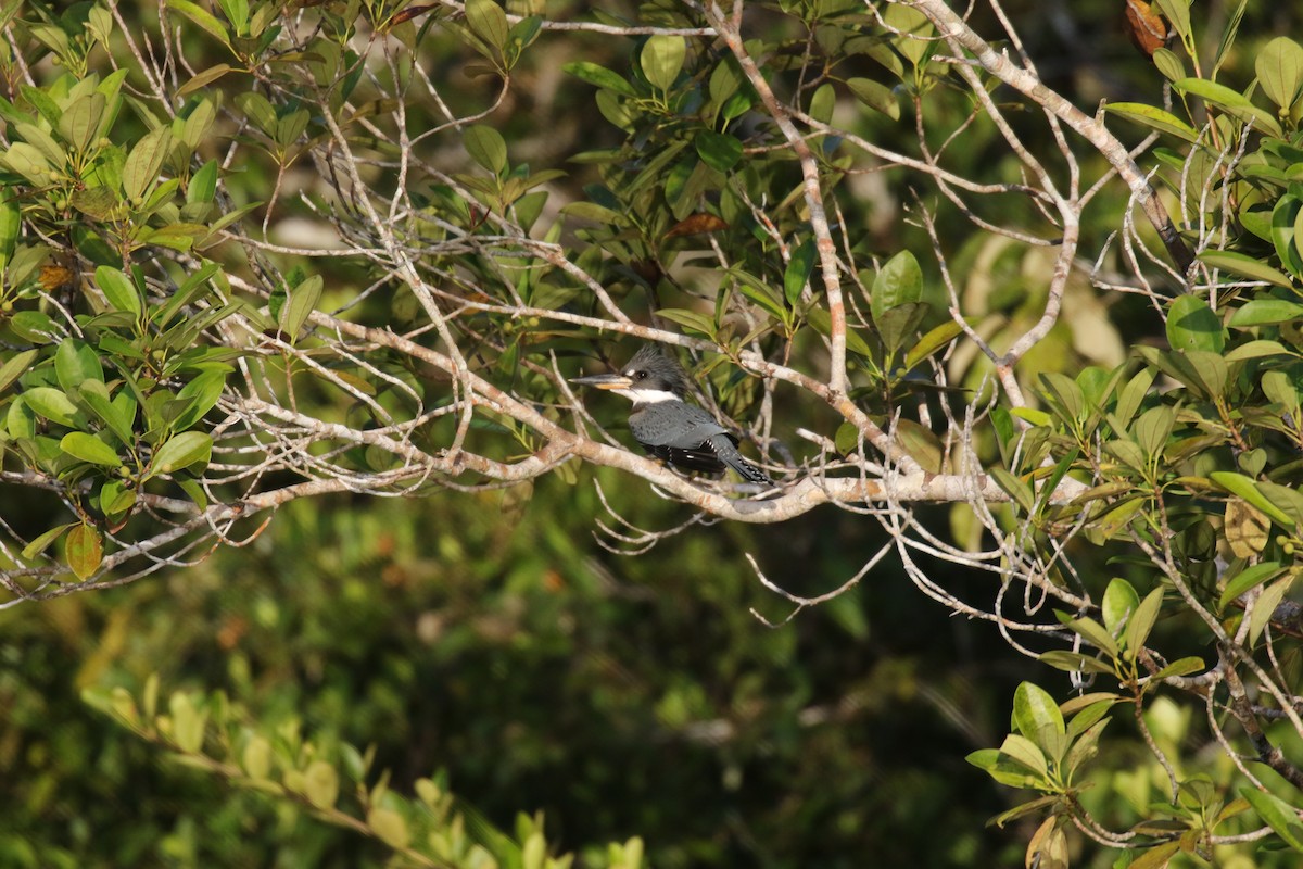 Ringed Kingfisher - ML644885872