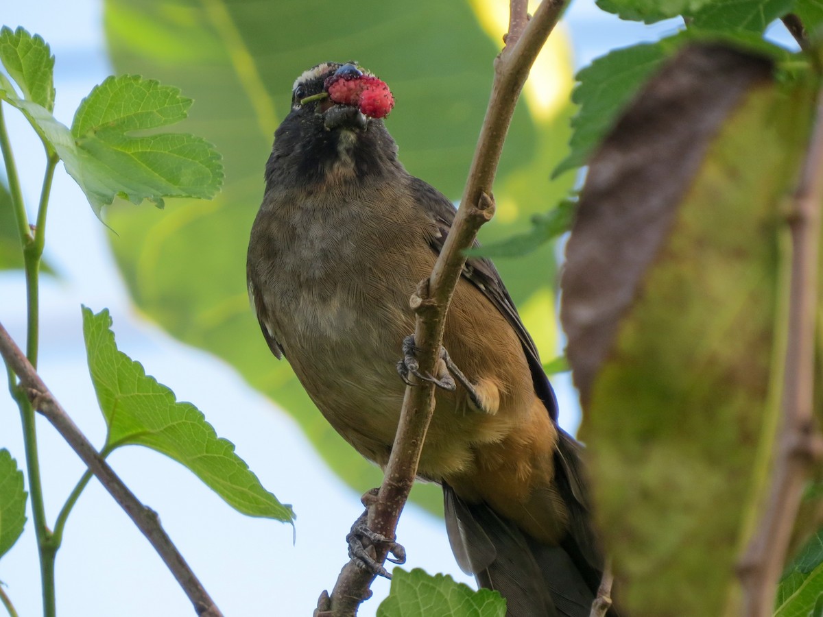 Cinnamon-bellied Saltator - ML644885887