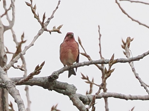 Purple Finch (Eastern) - ML644885890