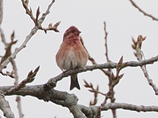 Purple Finch (Eastern) - ML644885891
