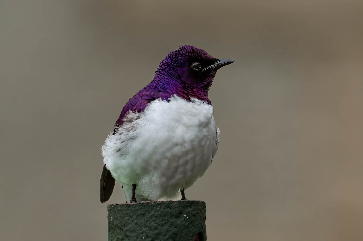 Violet-backed Starling - ML644885898