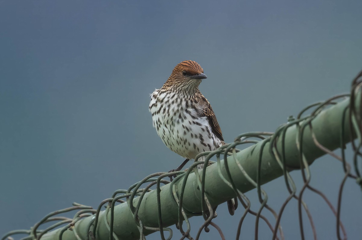 Violet-backed Starling - ML644885899