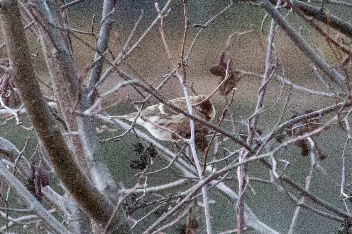 Redpoll - ML644885900