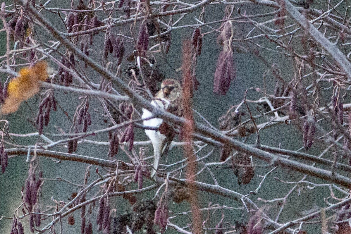 Redpoll - ML644885901