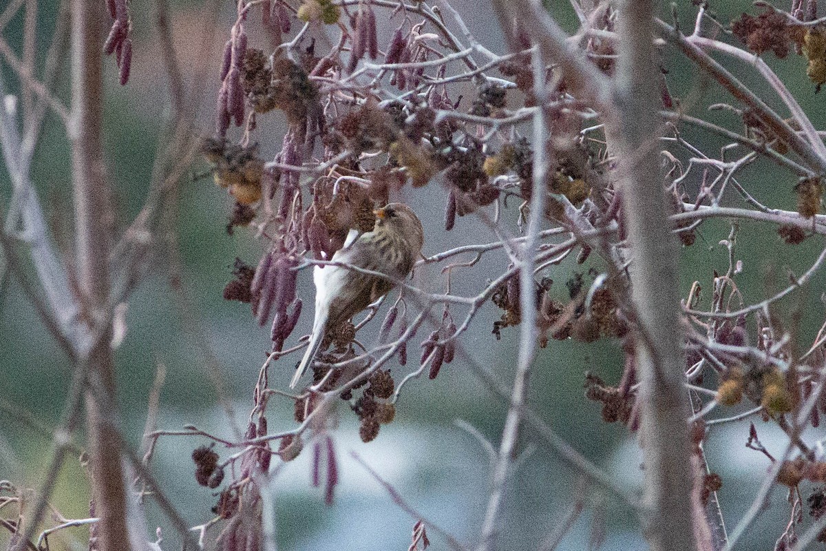 Redpoll - ML644885902