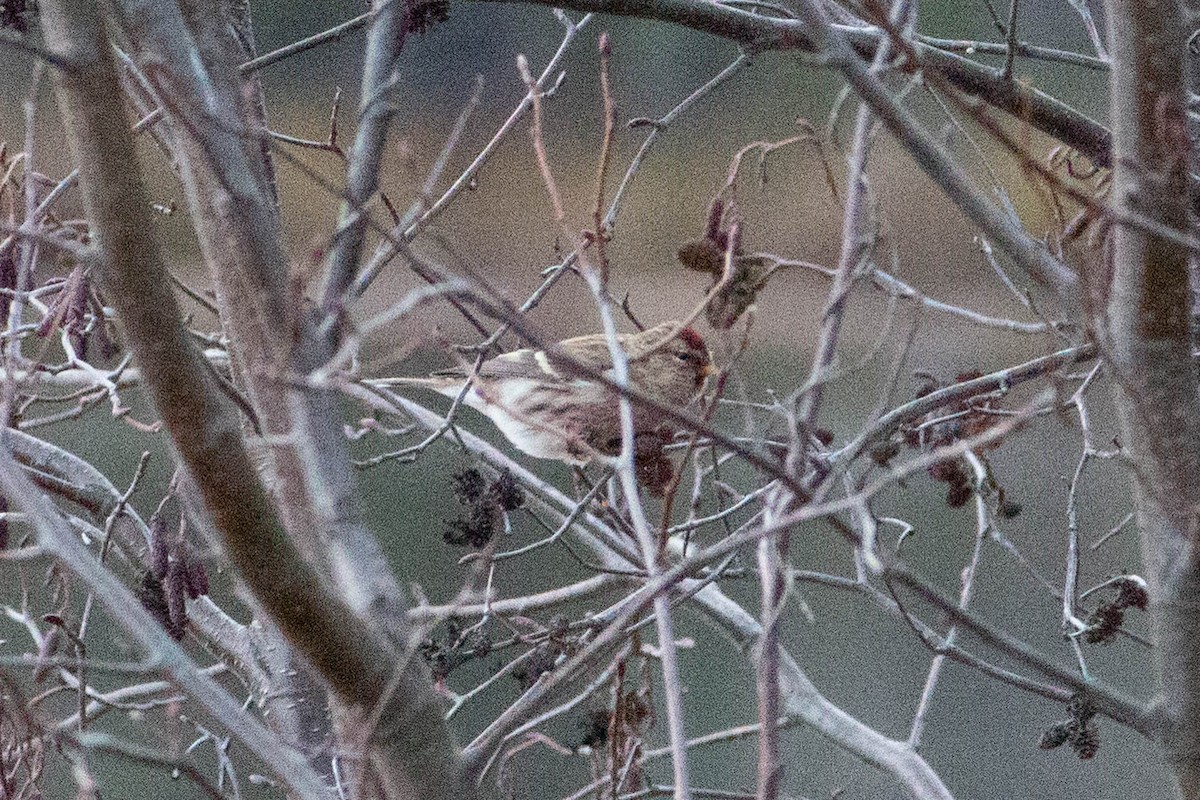 Redpoll - ML644885903