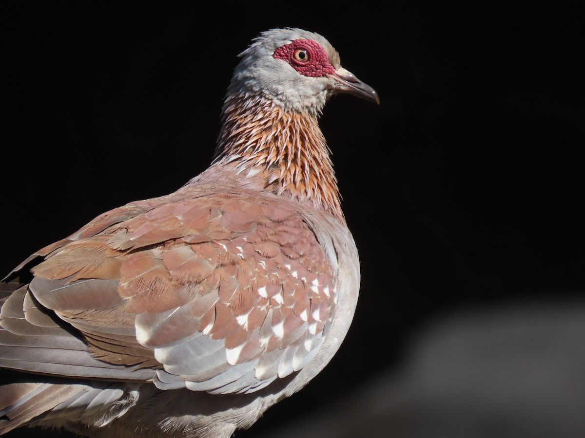 Speckled Pigeon - ML644885904