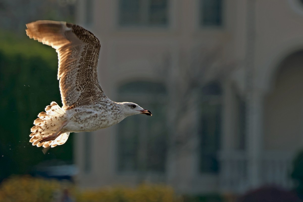 Great Black-backed Gull - ML644885905