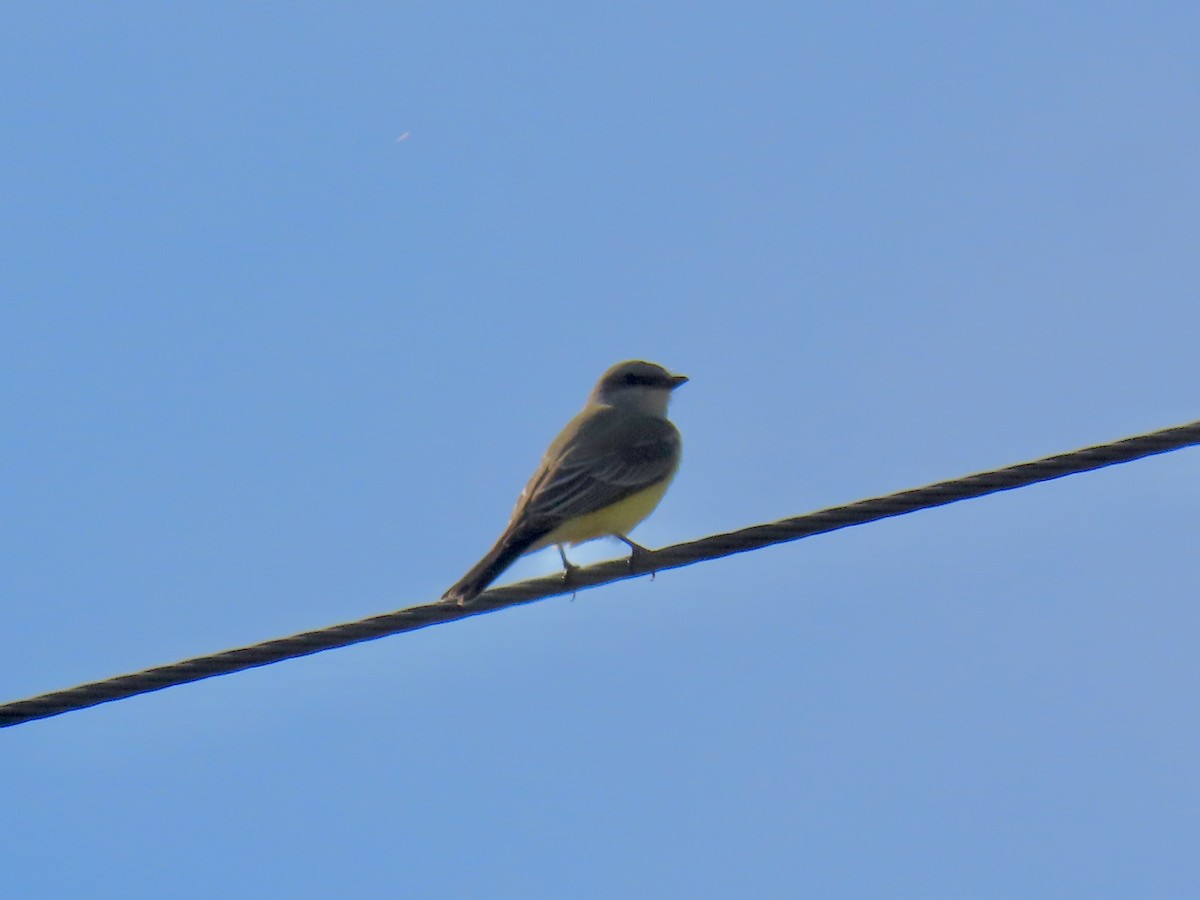 Western Kingbird - ML644885914