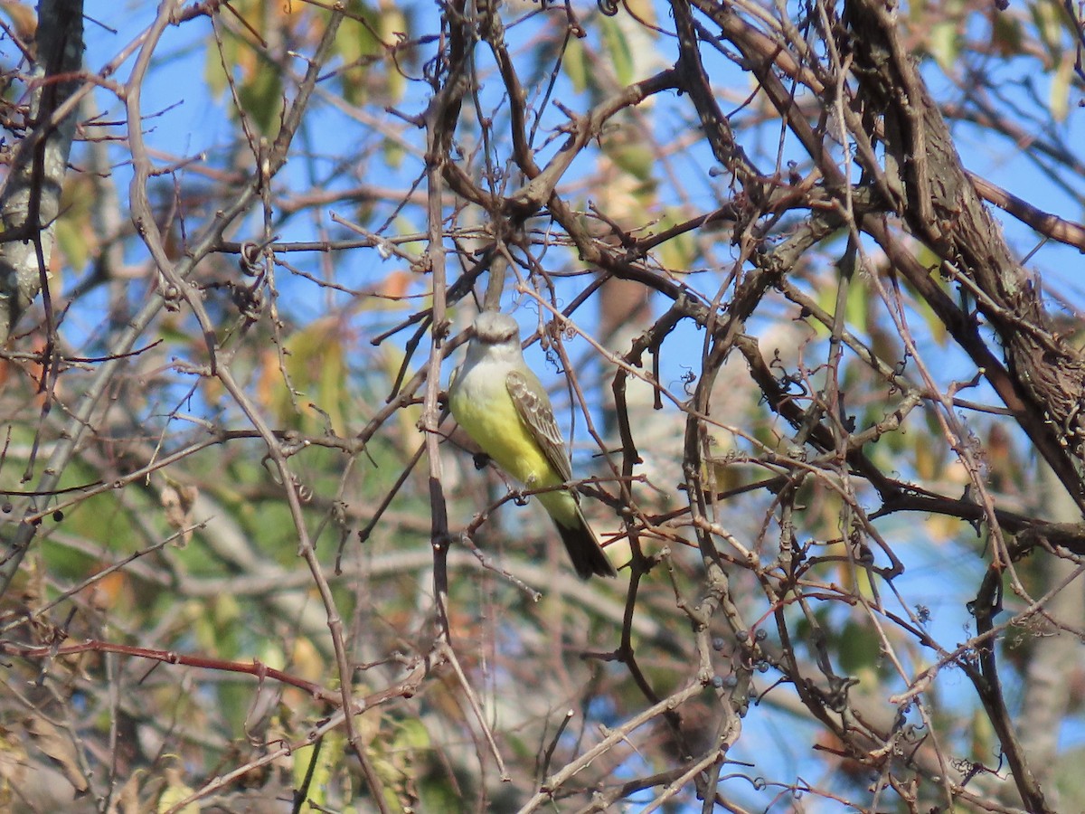 Western Kingbird - ML644885915