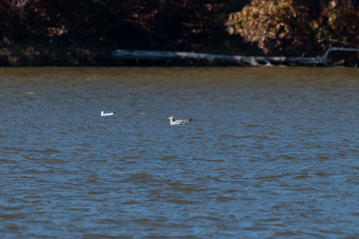 Mouette atricille - ML644885917