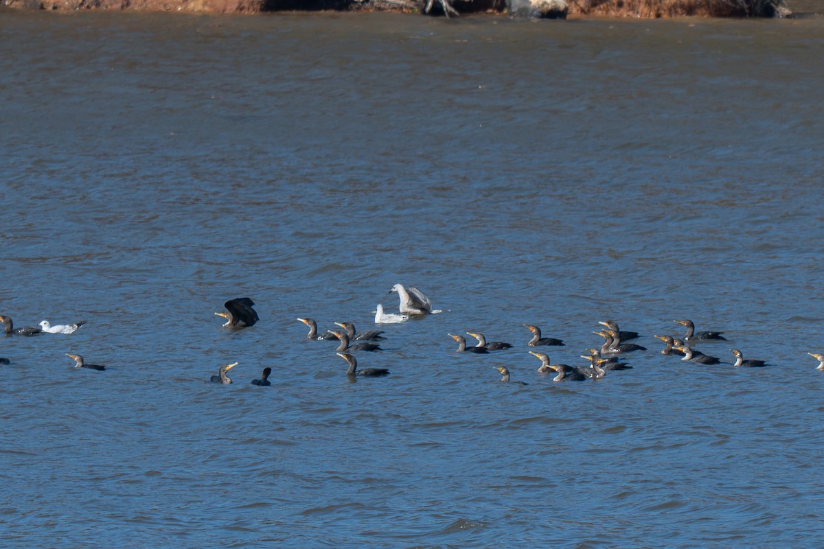 Mouette atricille - ML644885918