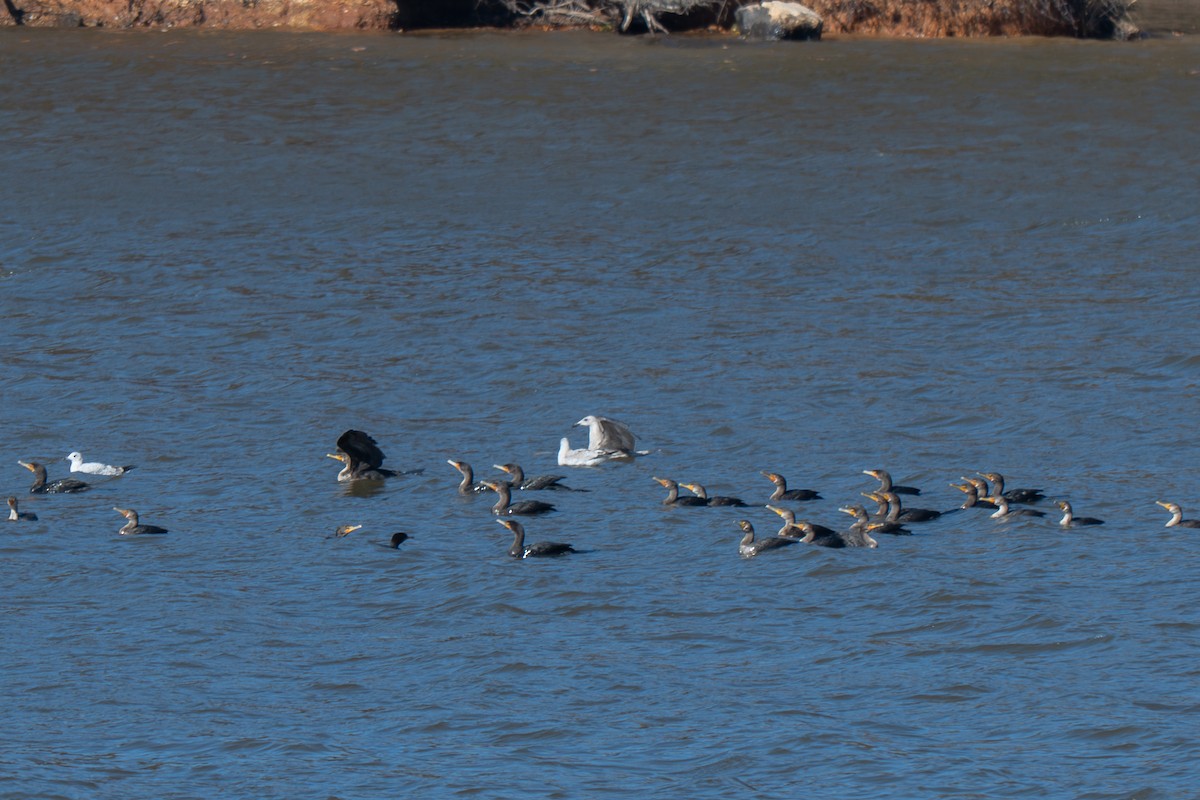 Mouette atricille - ML644885925