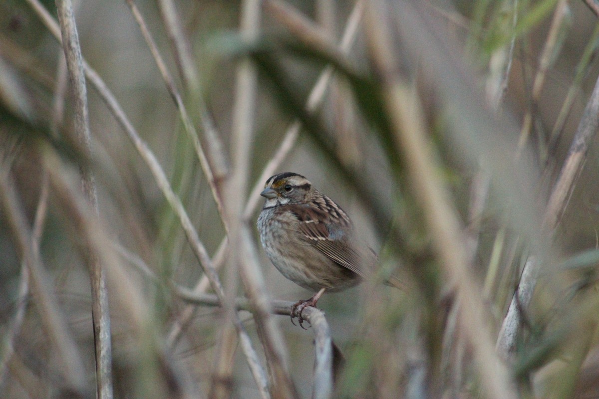 White-throated Sparrow - ML644885938