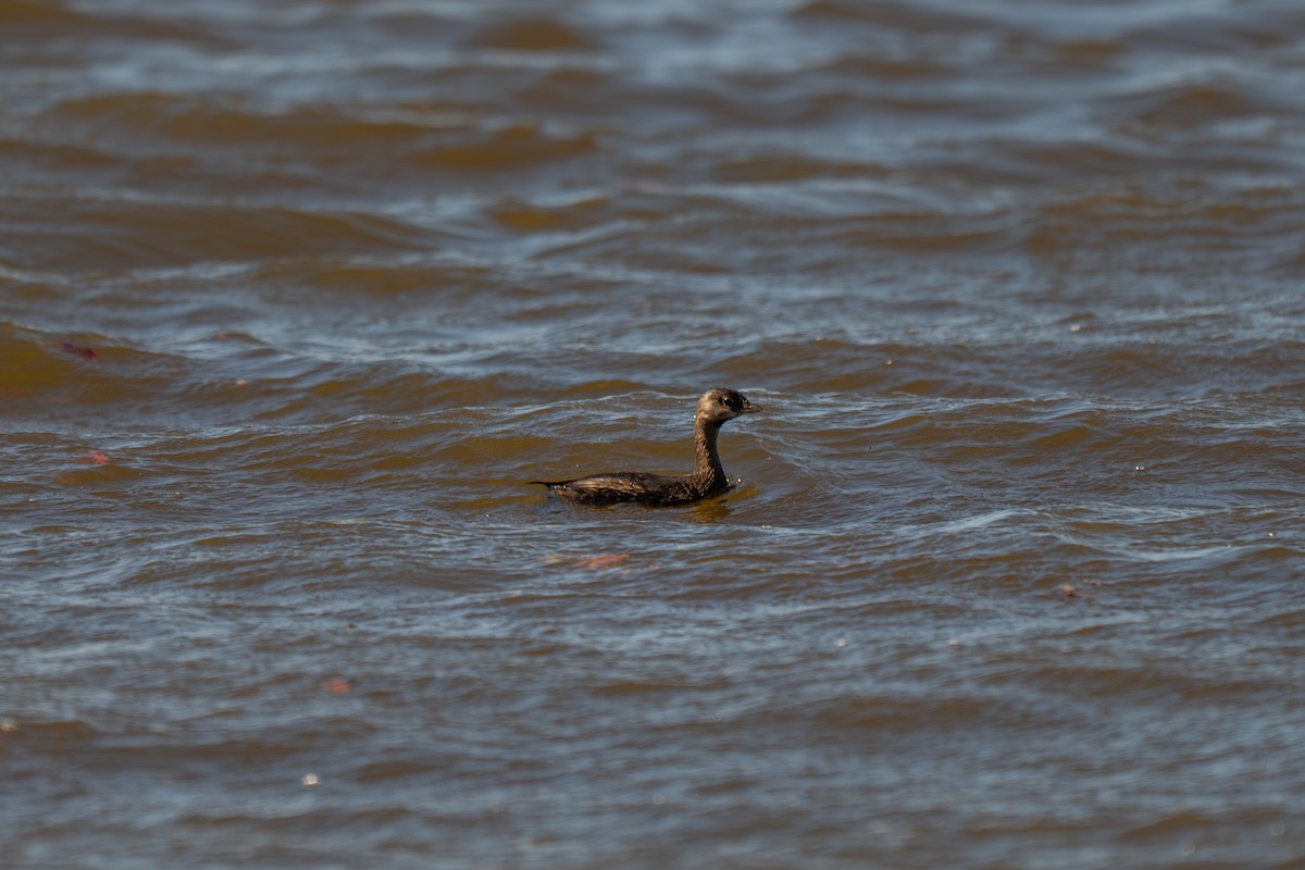 Пірникоза рябодзьоба - ML644885941