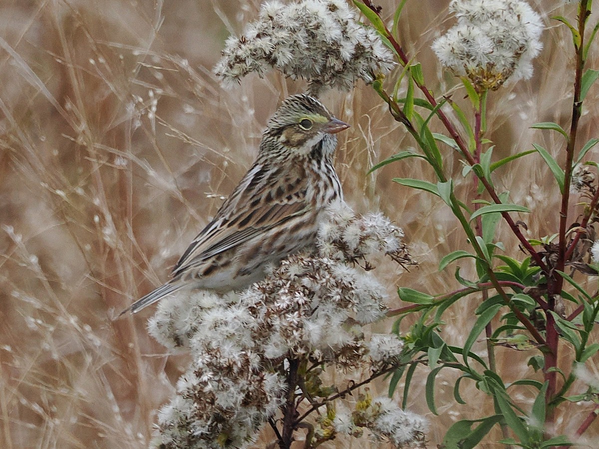 Savannah Sparrow (Savannah) - ML644885942