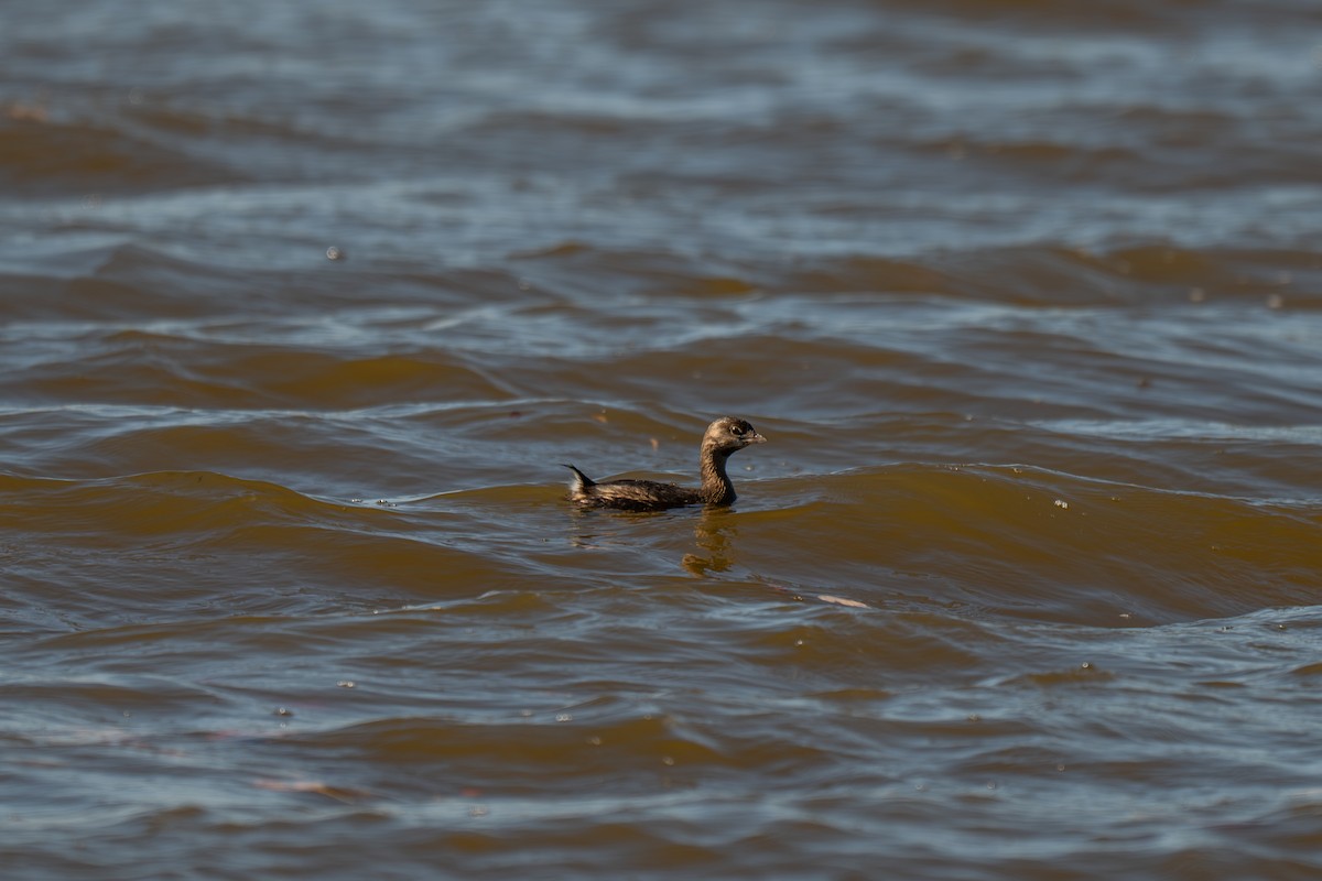 Пірникоза рябодзьоба - ML644885943
