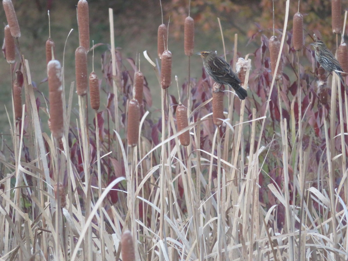 Красноплечий трупиал - ML644885944