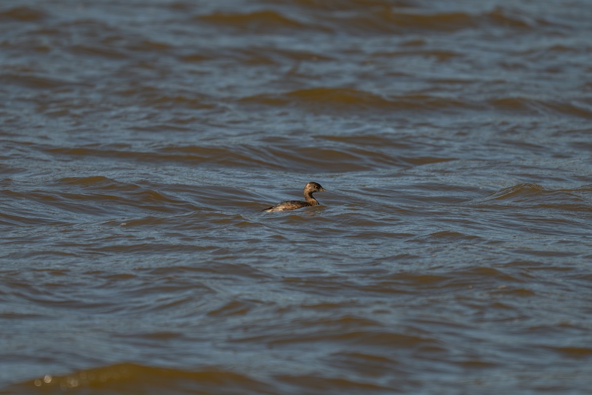 Пірникоза рябодзьоба - ML644885945