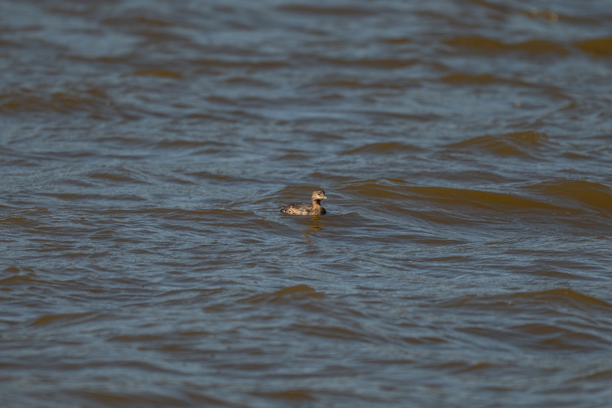 Пірникоза рябодзьоба - ML644885947