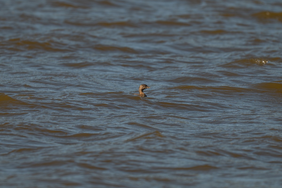 Пірникоза рябодзьоба - ML644885950