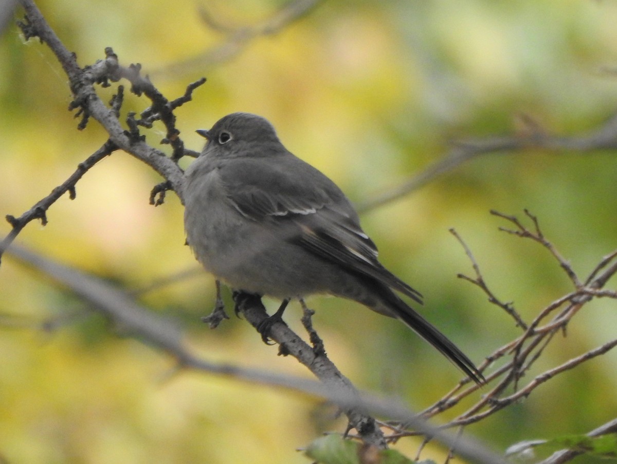 Townsend's Solitaire - ML644885951