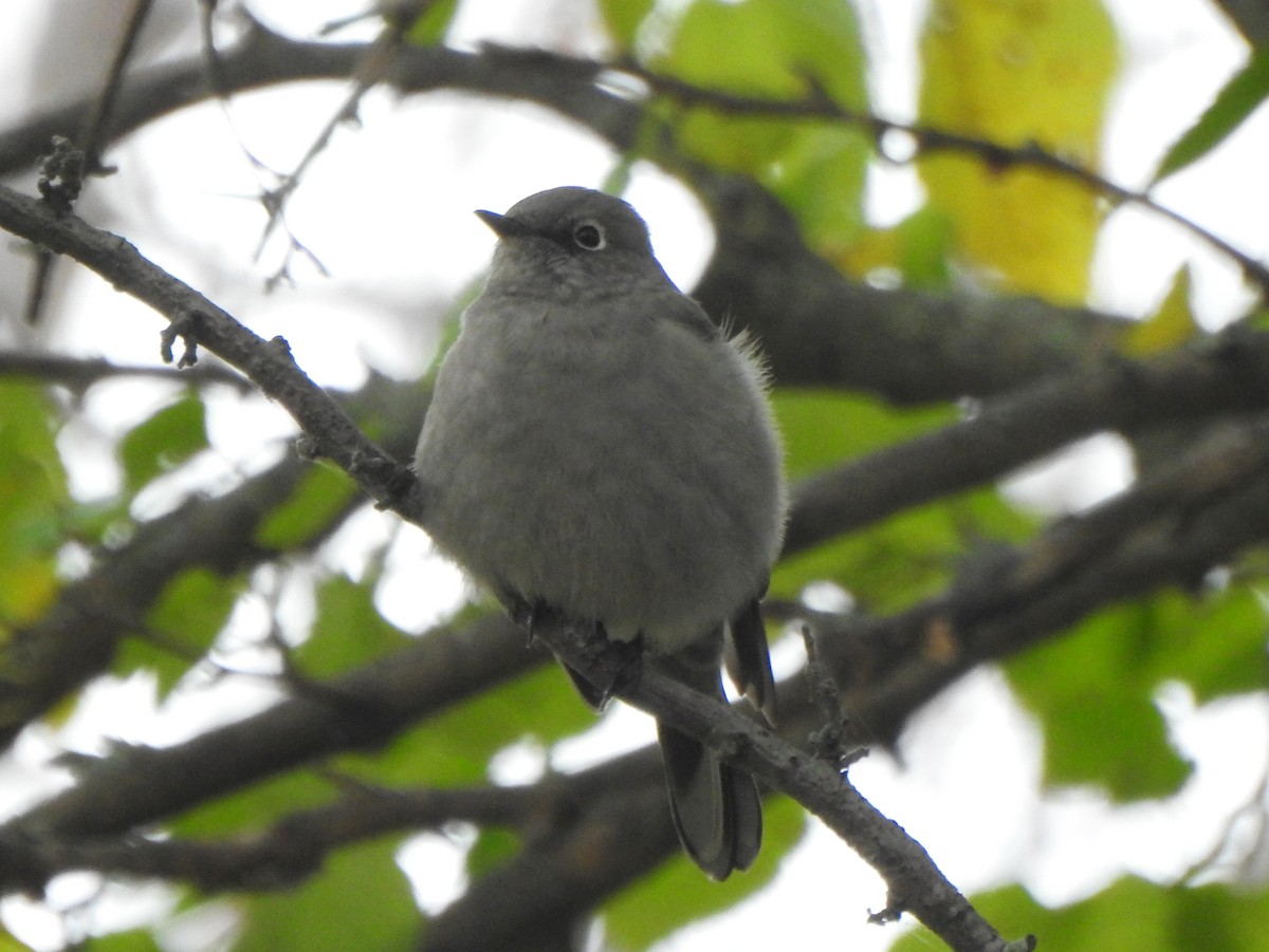 Townsend's Solitaire - ML644885952