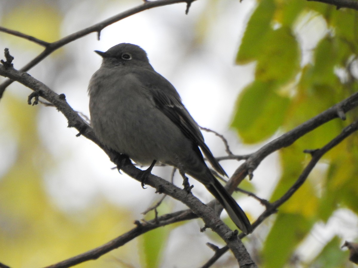 Townsend's Solitaire - ML644885953