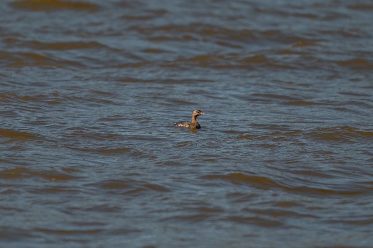 Пірникоза рябодзьоба - ML644885954