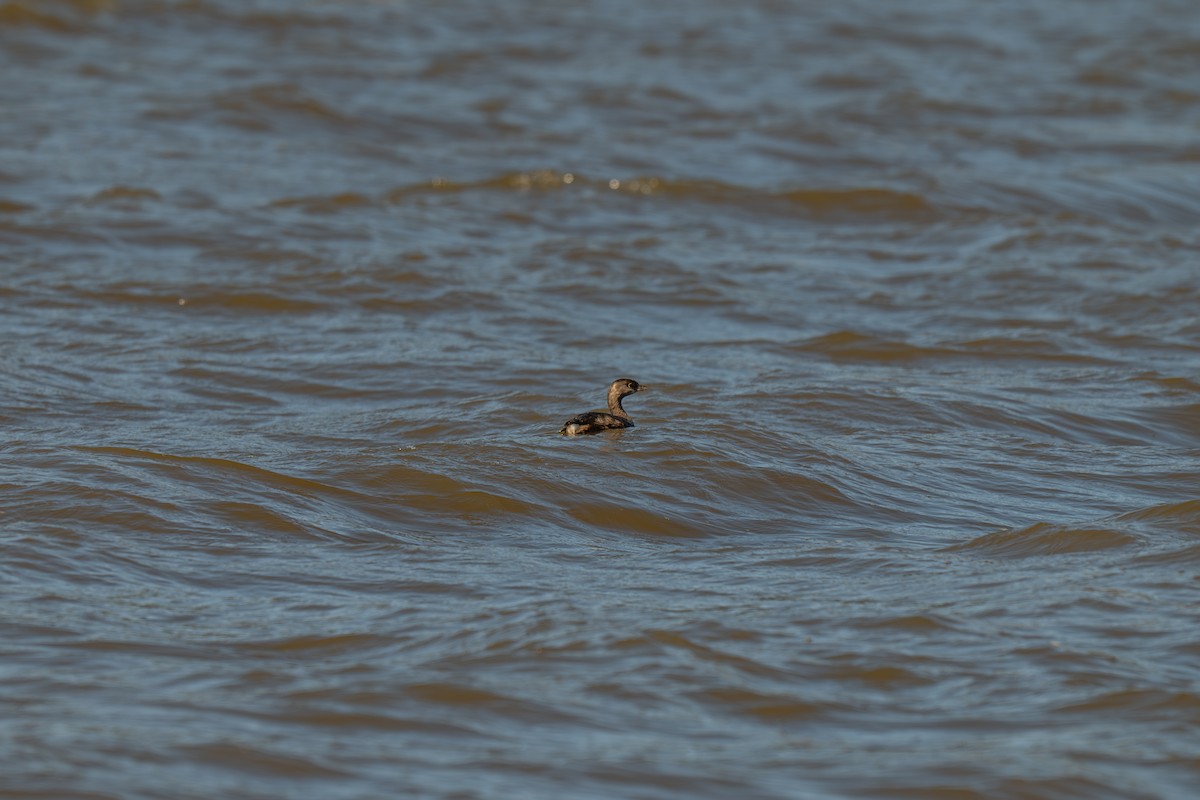 Пірникоза рябодзьоба - ML644885961