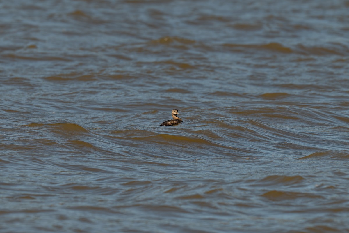 Пірникоза рябодзьоба - ML644885964